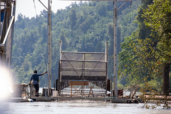 PSF VISIT MATSQUI FISH WHEEL-166