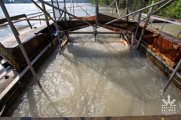 PSF VISIT MATSQUI FISH WHEEL-76