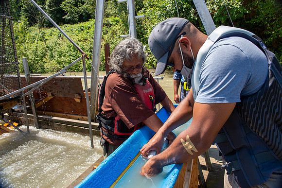PSF VISIT MATSQUI FISH WHEEL-210