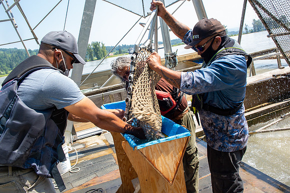 PSF VISIT MATSQUI FISH WHEEL-239