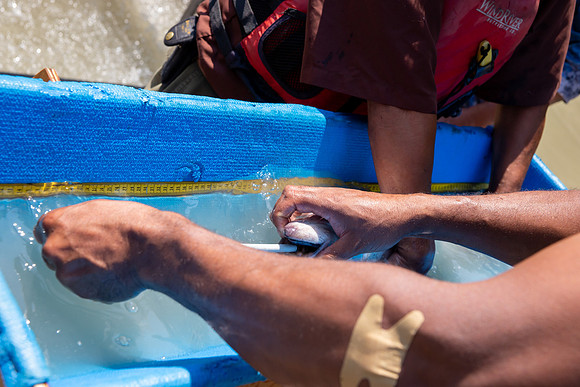PSF VISIT MATSQUI FISH WHEEL-206