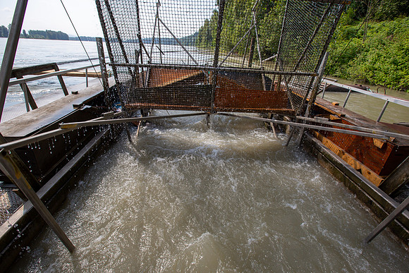 PSF VISIT MATSQUI FISH WHEEL-73