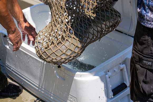 PSF VISIT MATSQUI FISH WHEEL-300