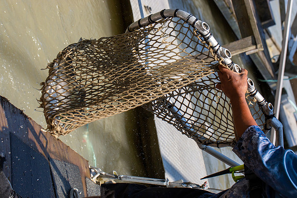 PSF VISIT MATSQUI FISH WHEEL-289
