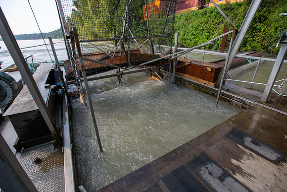 PSF VISIT MATSQUI FISH WHEEL-70