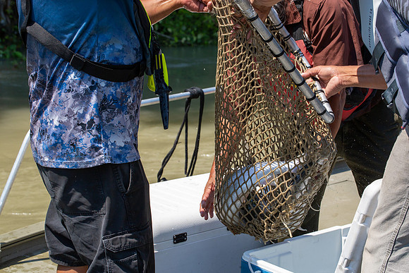 PSF VISIT MATSQUI FISH WHEEL-303