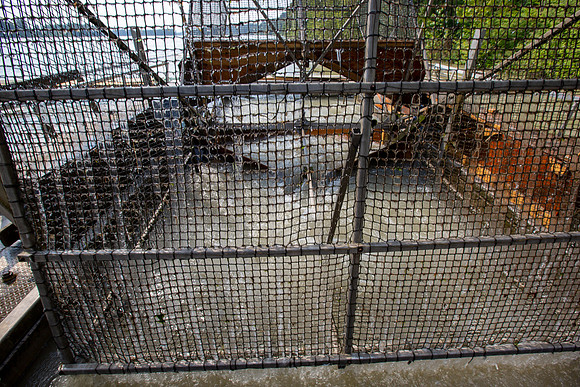 PSF VISIT MATSQUI FISH WHEEL-74