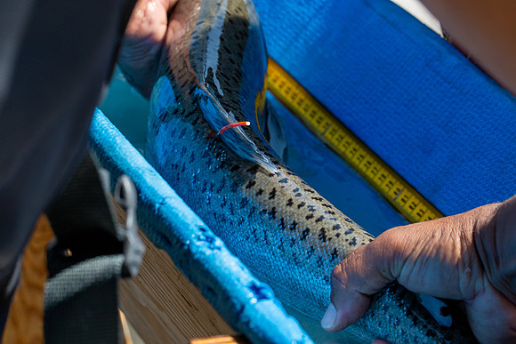 PSF VISIT MATSQUI FISH WHEEL-267