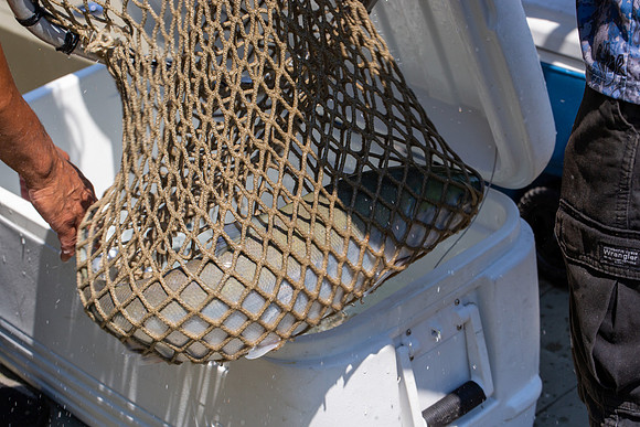 PSF VISIT MATSQUI FISH WHEEL-298