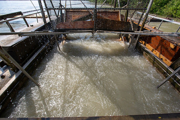 PSF VISIT MATSQUI FISH WHEEL-75