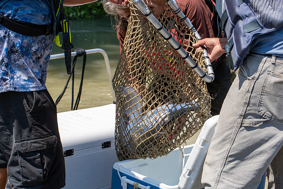 PSF VISIT MATSQUI FISH WHEEL-304