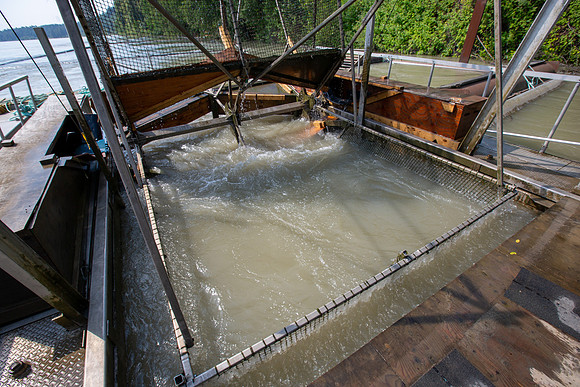 PSF VISIT MATSQUI FISH WHEEL-77
