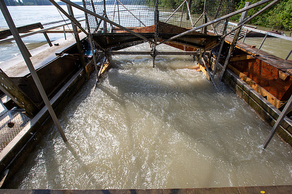 PSF VISIT MATSQUI FISH WHEEL-76