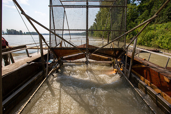 --PSF VISIT MATSQUI FISH WHEEL-6