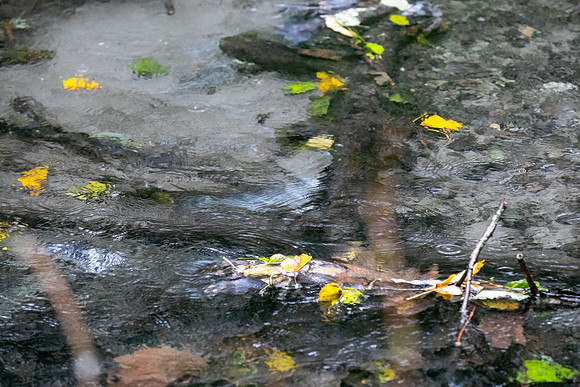 PSF VISIT-CHEAKAMUS CENTRE-76