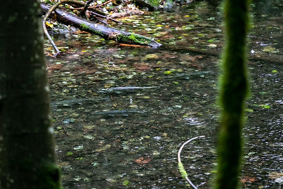PSF VISIT-CHEAKAMUS CENTRE-94