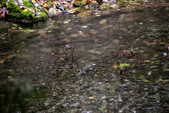 PSF VISIT-CHEAKAMUS CENTRE-92