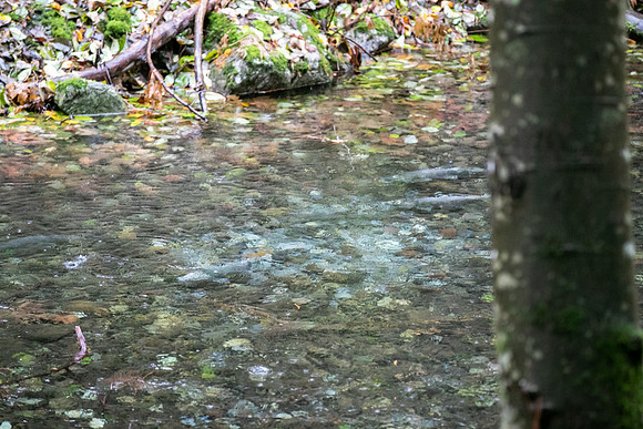 PSF VISIT-CHEAKAMUS CENTRE-87