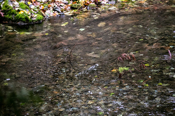 PSF VISIT-CHEAKAMUS CENTRE-93