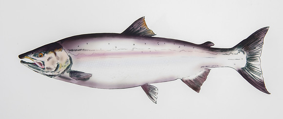 CU-13