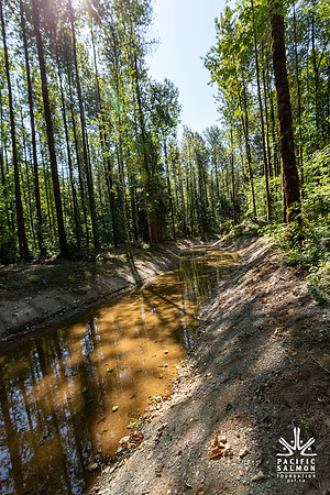 PIT RIVER VISIT - TWO - PSF-37