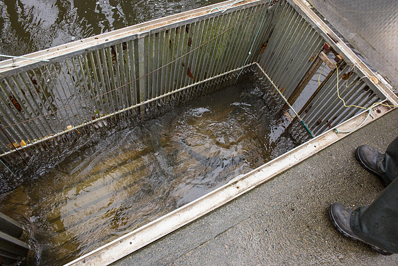 PSF - TYNEHEAD HATCHERY - MP Ken Hardie-25