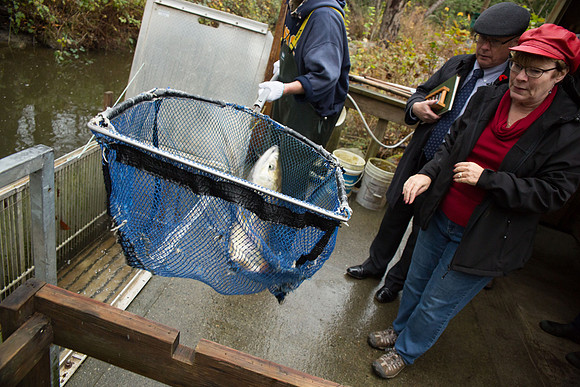 PSF - TYNEHEAD HATCHERY - MP Ken Hardie-111
