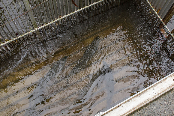 PSF - TYNEHEAD HATCHERY - MP Ken Hardie-26