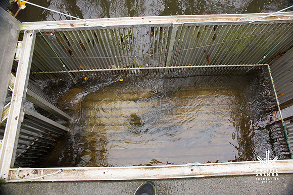 PSF - TYNEHEAD HATCHERY - MP Ken Hardie-28