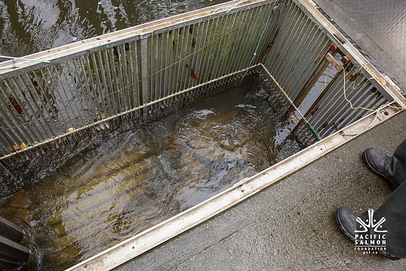 PSF - TYNEHEAD HATCHERY - MP Ken Hardie-25