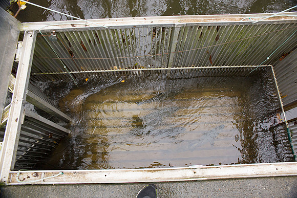 PSF - TYNEHEAD HATCHERY - MP Ken Hardie-28